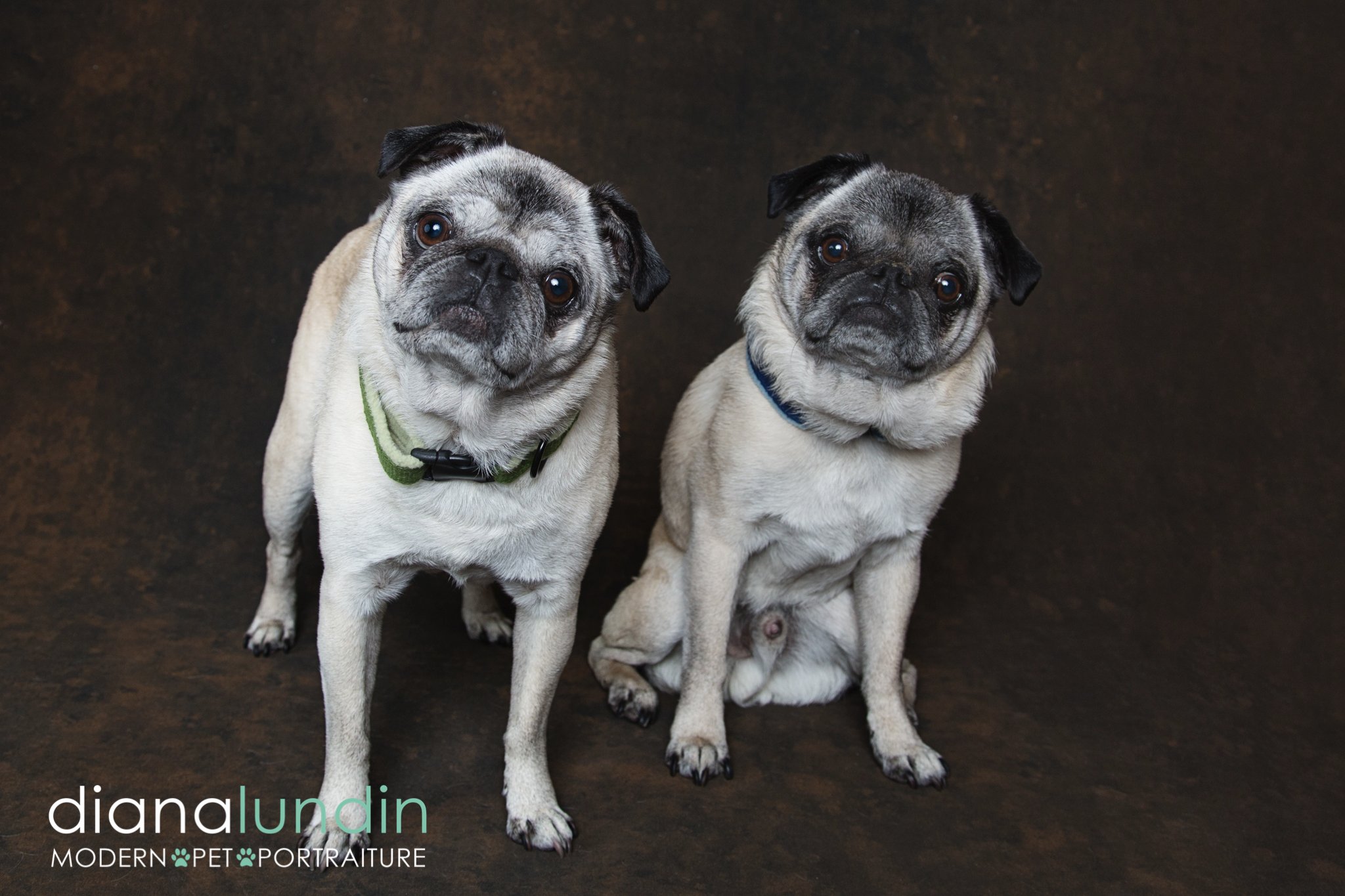 westland pugnacious pugs