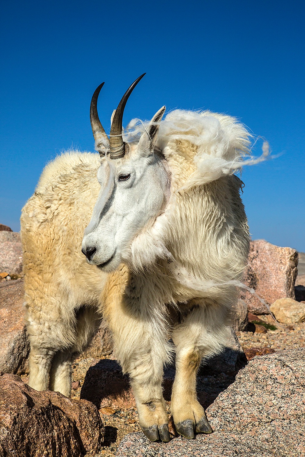 Mountain goats - Jim Zuckerman Photography