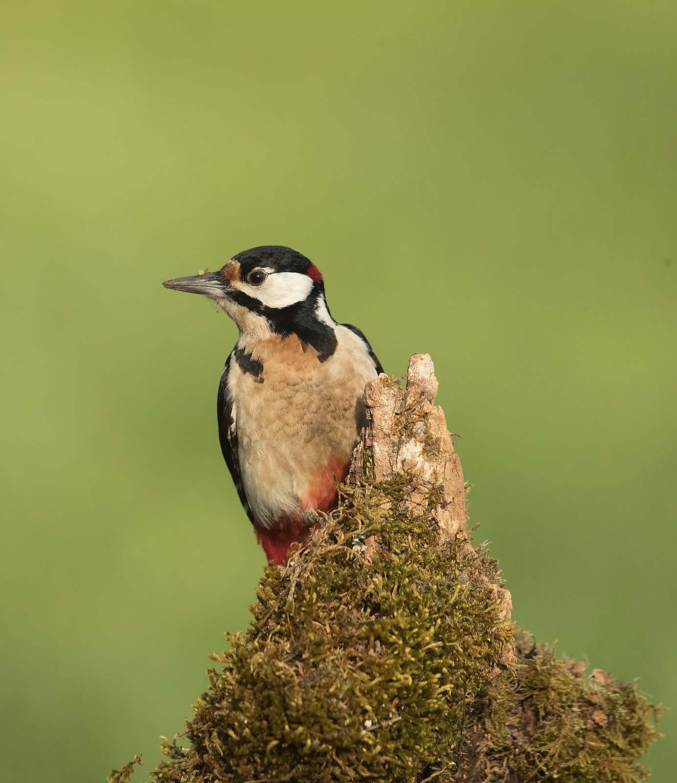 Birds of Northern Spain - Whistling Wings Photography