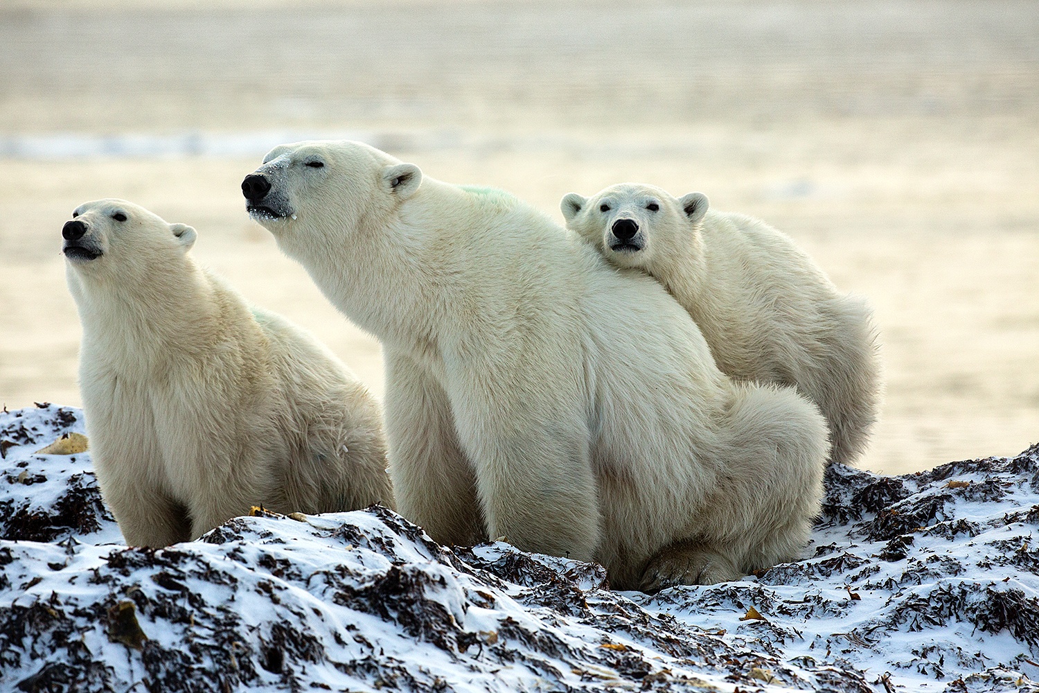 Polar bears 2023 - Jim Zuckerman photography & photo tours