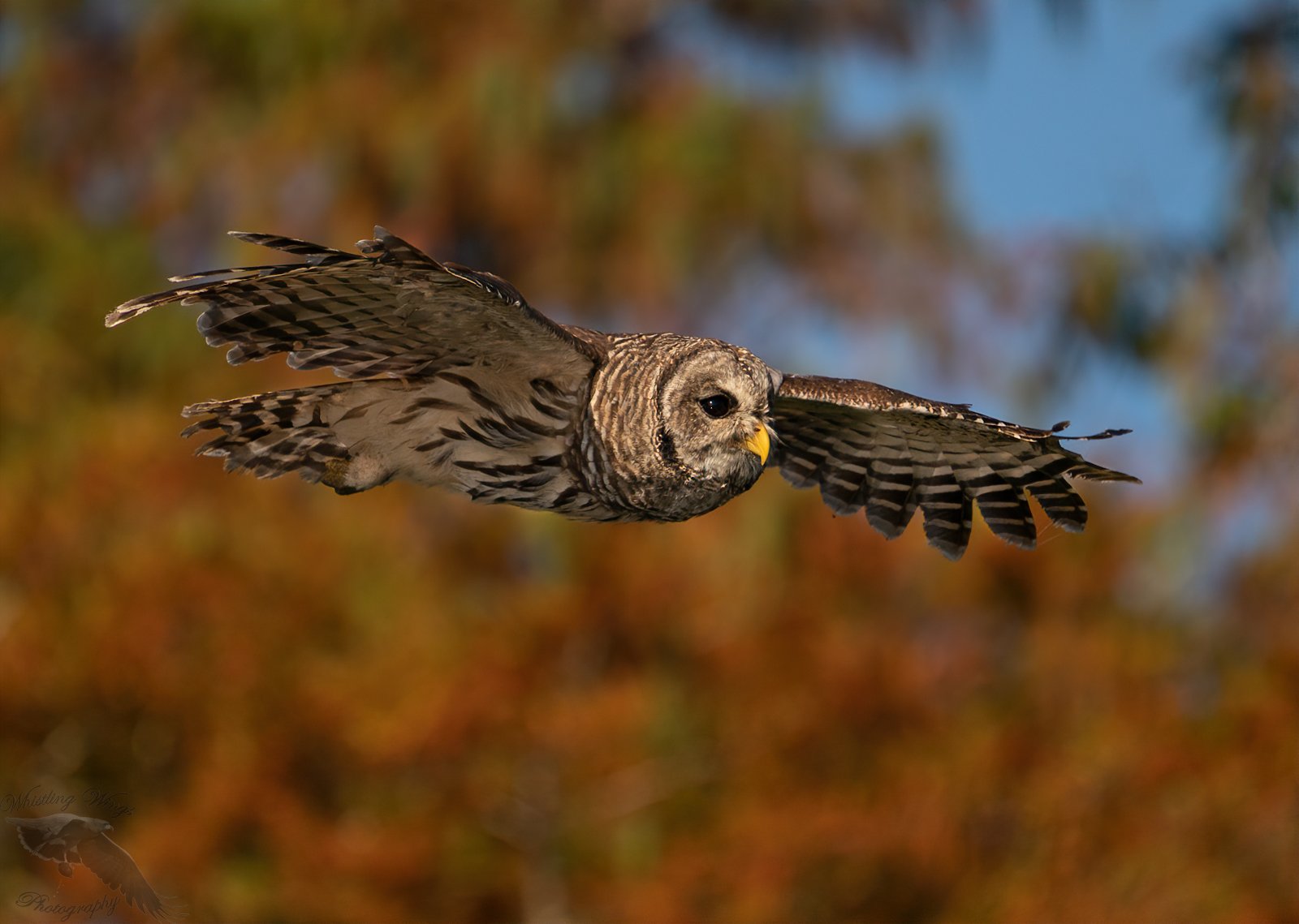 Barred Owls - Whistling Wings Photography