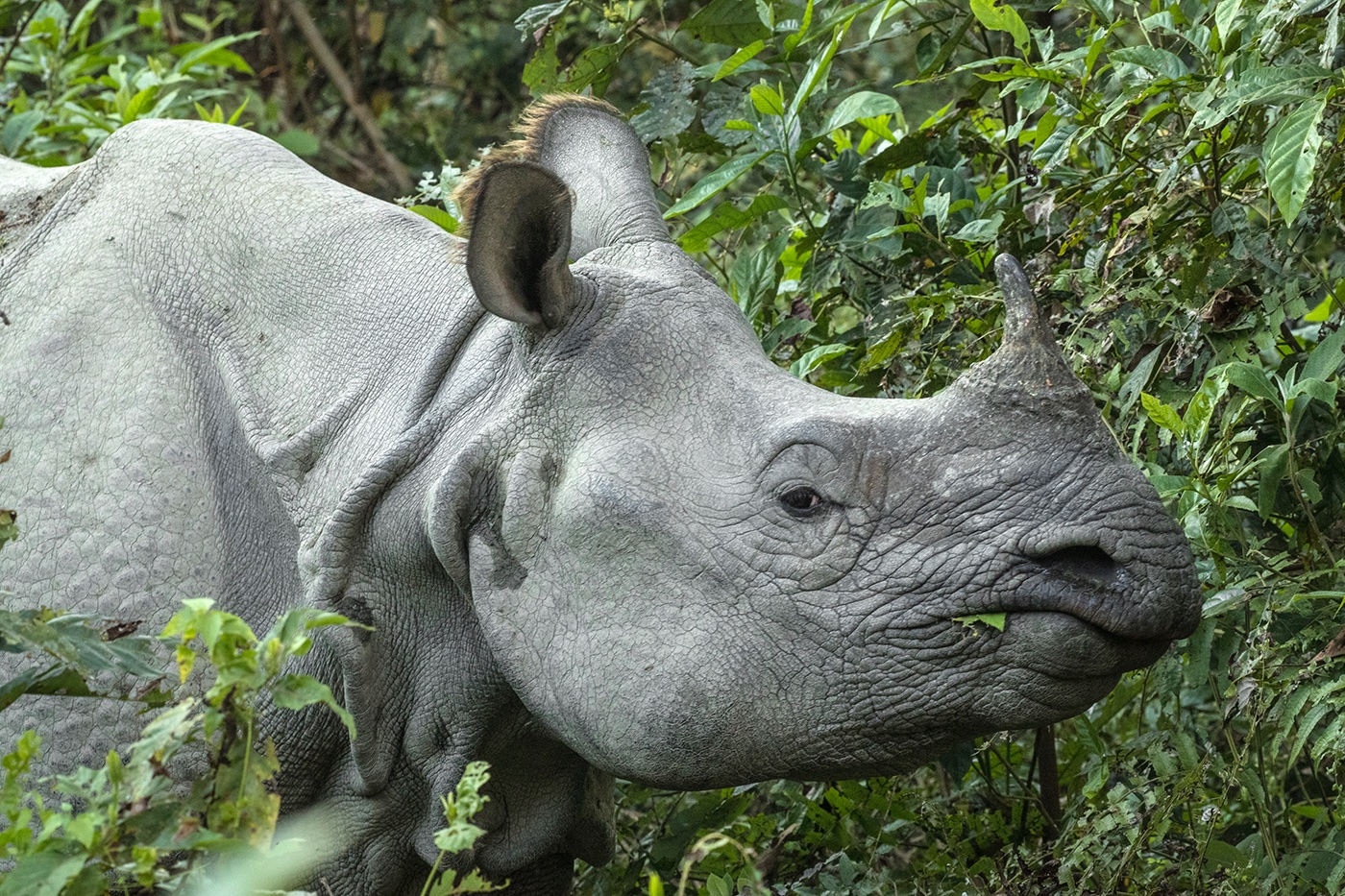 The rare Indian onehorned rhino Jim Zuckerman photography & photo tours