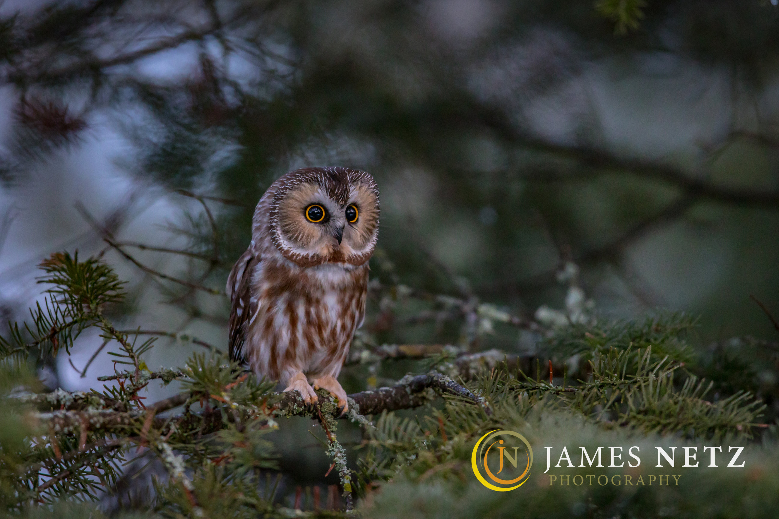 Northern SawWhet Owls James Netz Photography