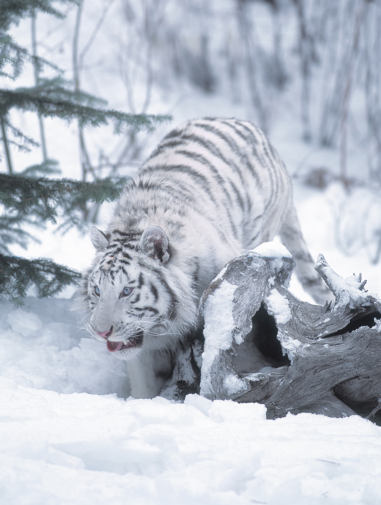 White bengal tiger in snow - Jim Zuckerman photography &amp; photo tours
