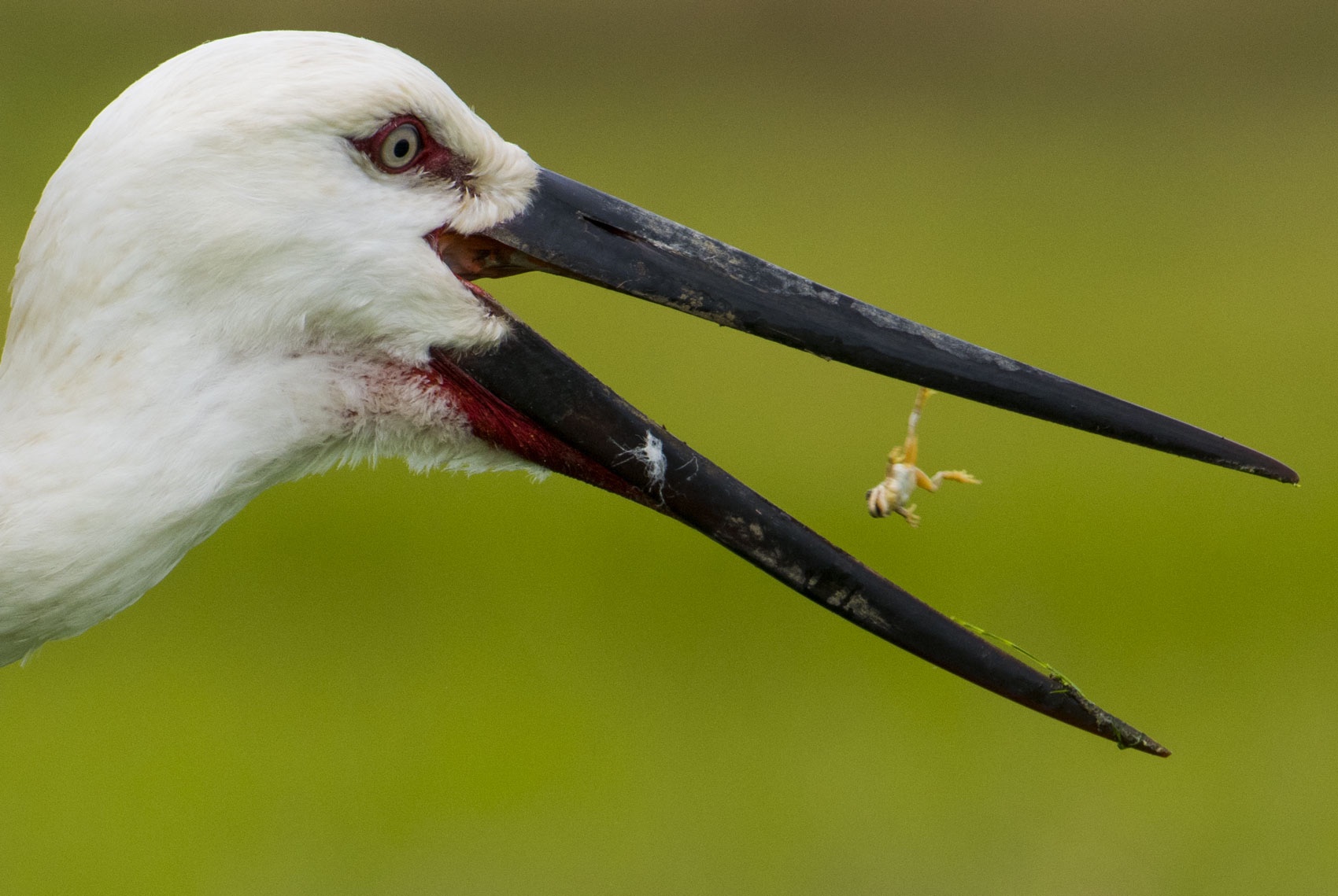 exotic-birding-in-japan-blain-harasymiw-photography