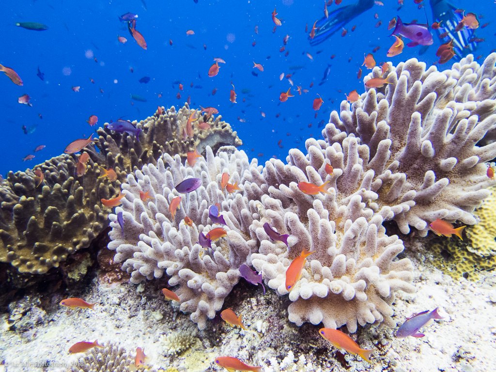 Fiji - The Great Astrolabe Reef - Taz Tally Photography