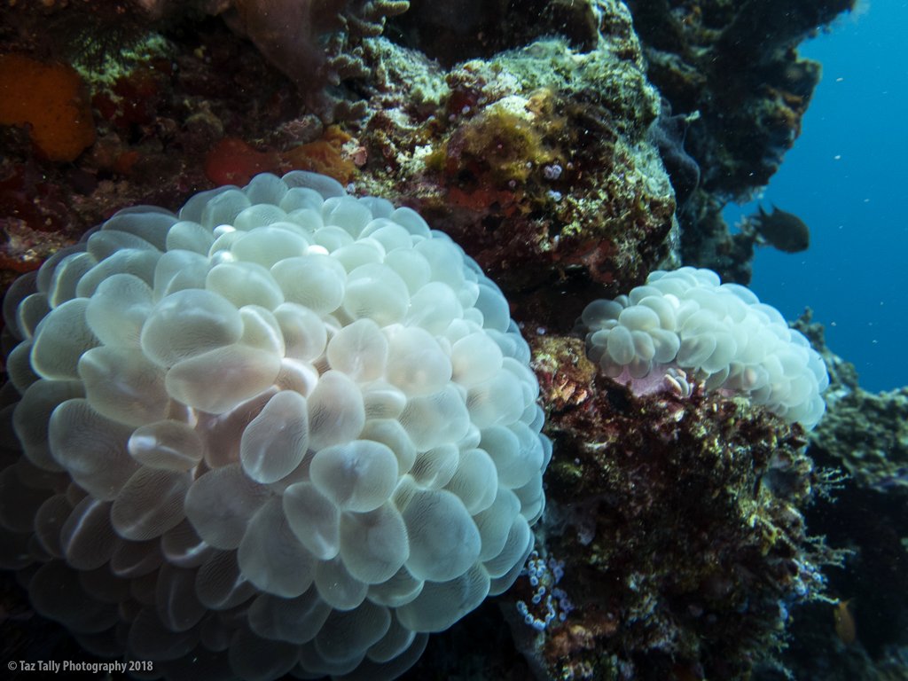 Fiji - The Bligh Reef - Taz Tally Photography