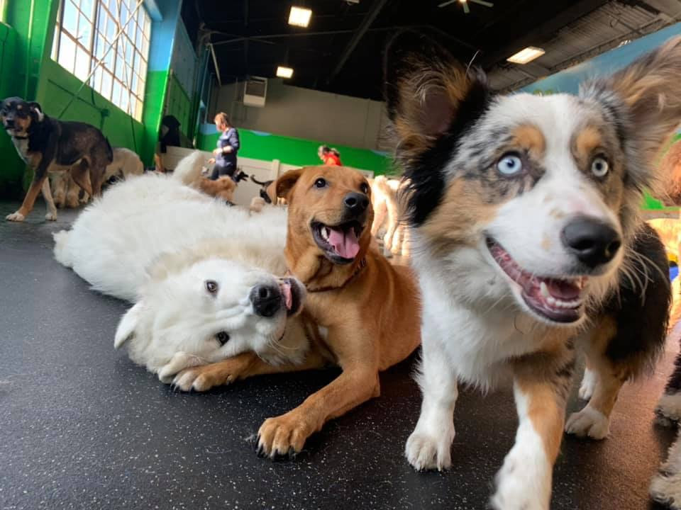 Puppy daycare near store me