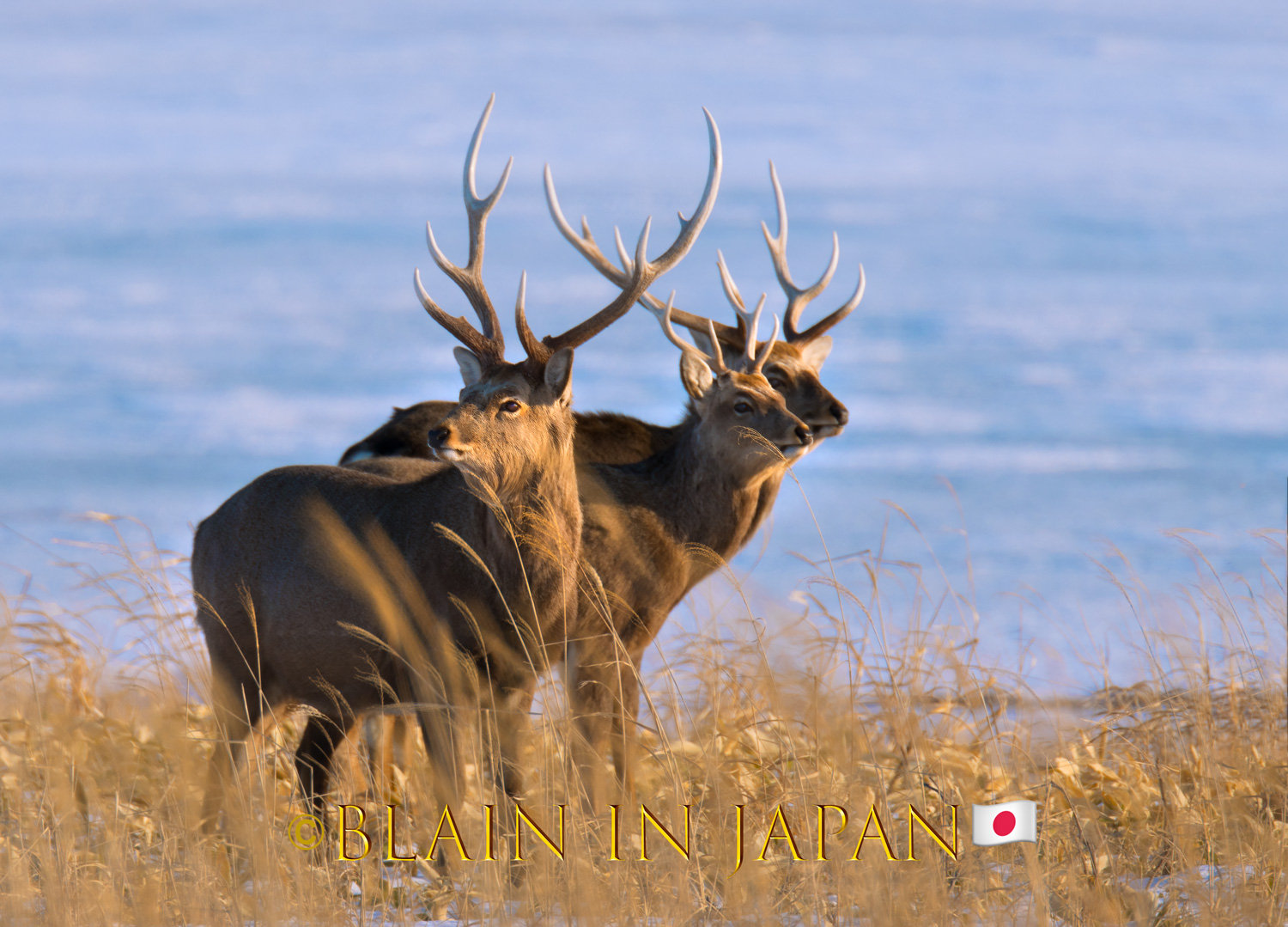 Largest herd of Ezo Sika Deer Ever Photographed on Our Planet! - Blain ...