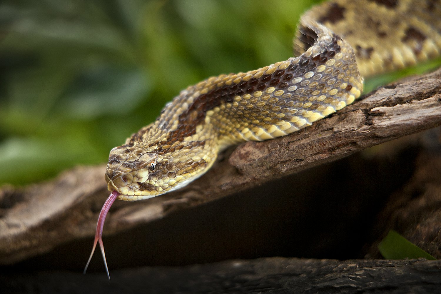 New World Rainforest - Jim Zuckerman photography & photo tours