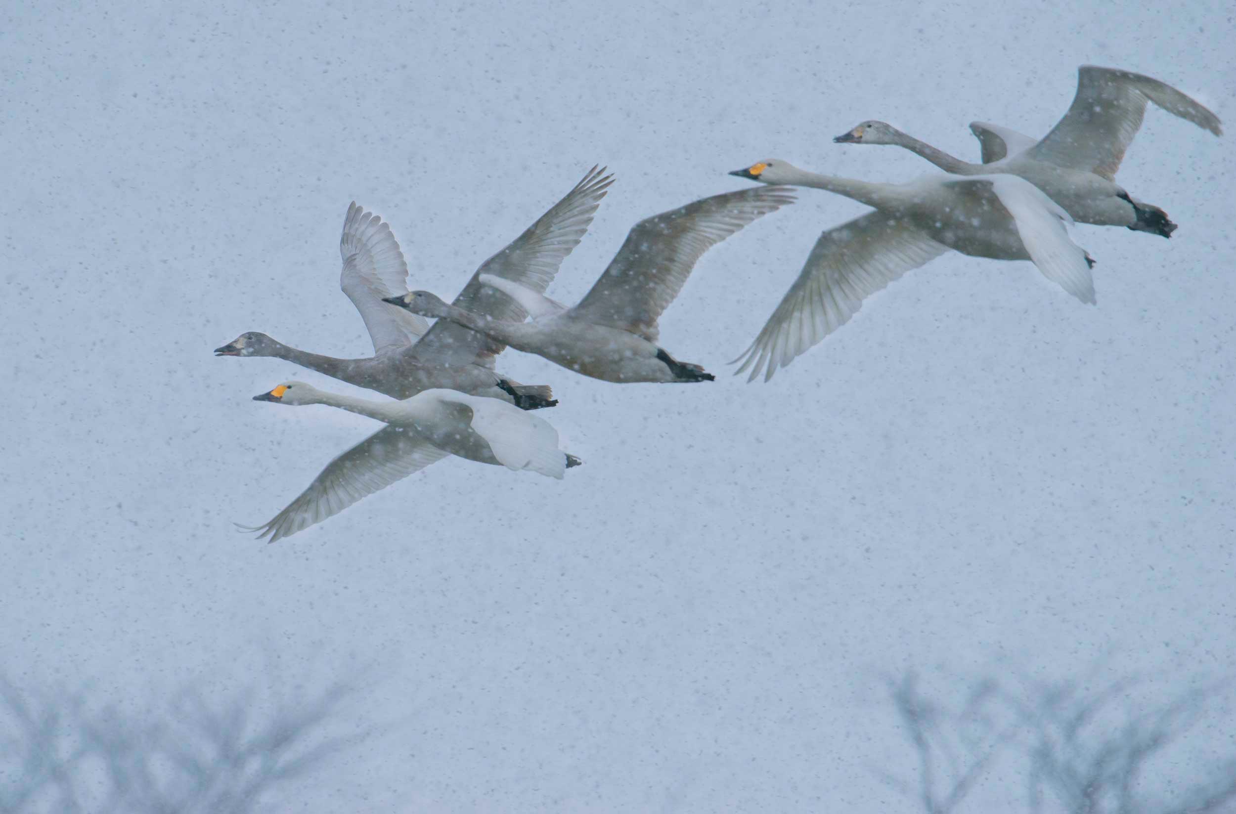 Autofocus Tracking Birds in Flight While Blizzard Conditions Blain