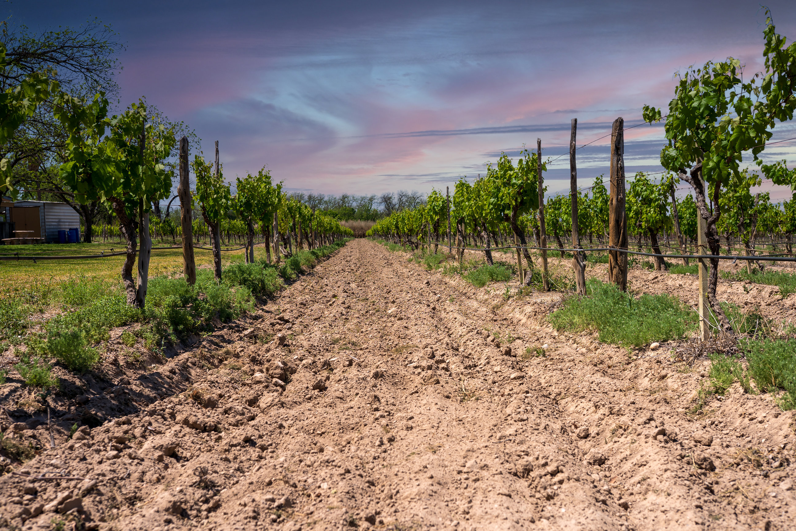 Val Verde Winery, One More Reason to Visit Del Rio Auden B. Cabello
