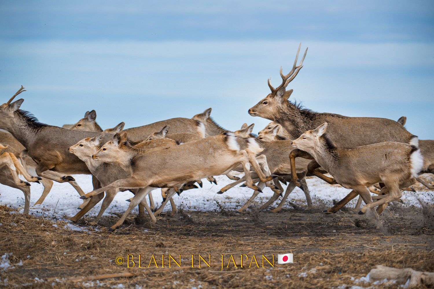 The Largest Herd of Ezo Sika Deer Ever Photographed - Blain Harasymiw ...