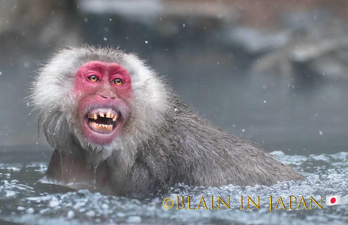 japan snow monkey photo tour