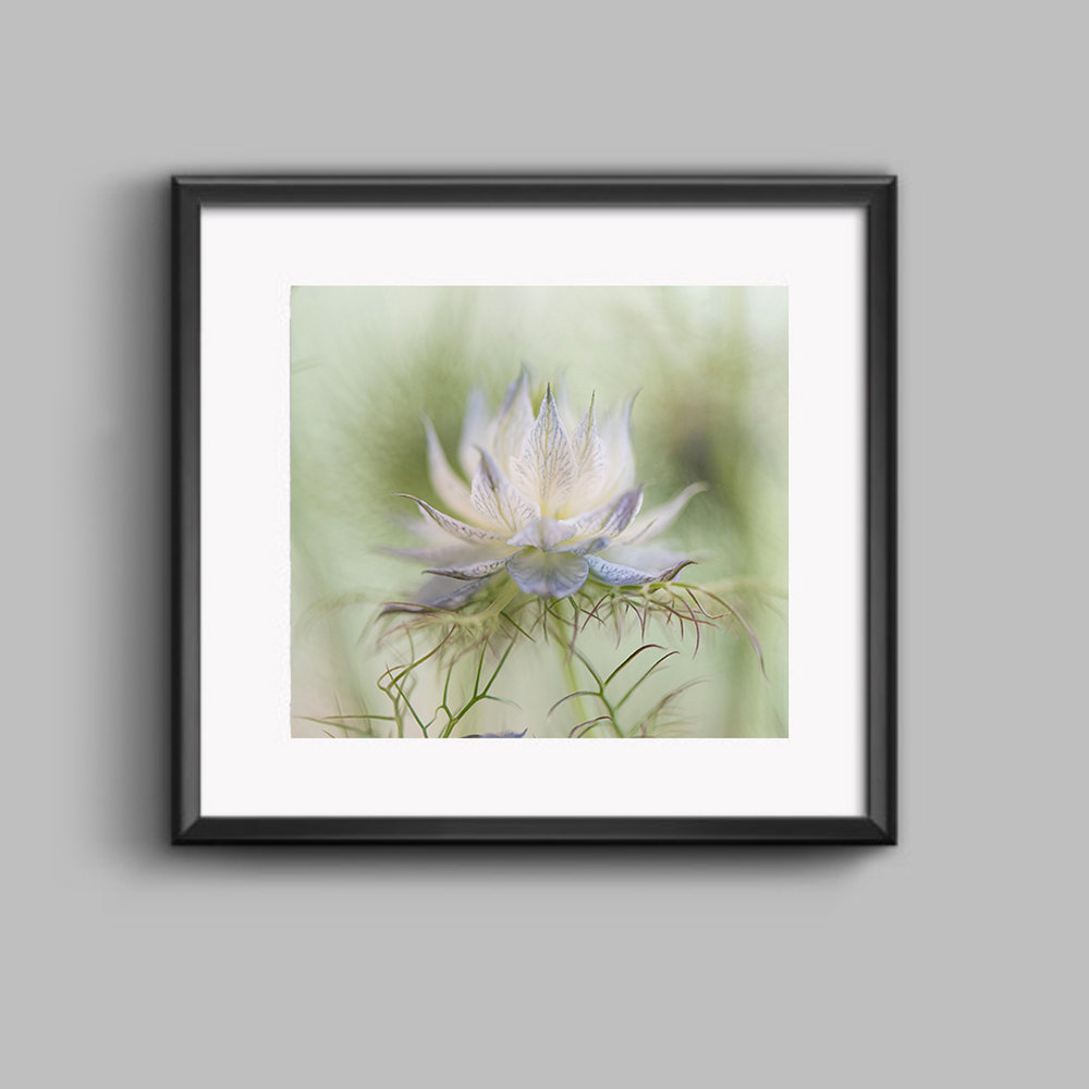 Nigella Fine Art Framed Print | Susan Phelps Photography Wokingham