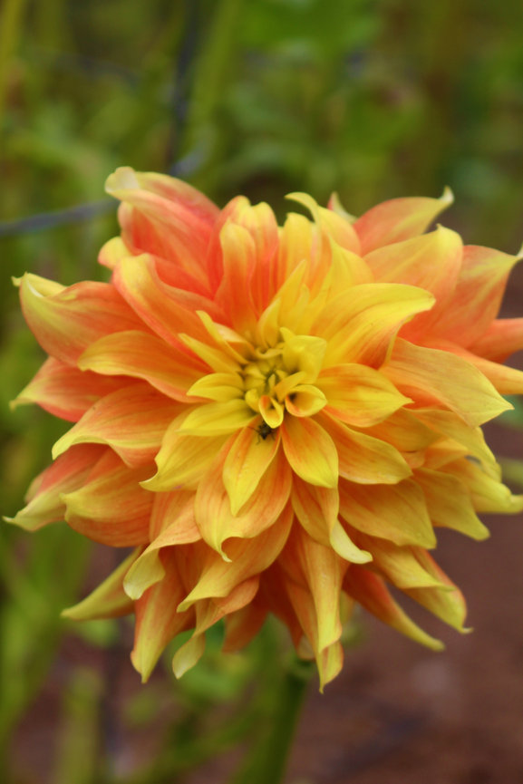Vibrant dahlia flower with orange and yellow petals blooming in a garden.