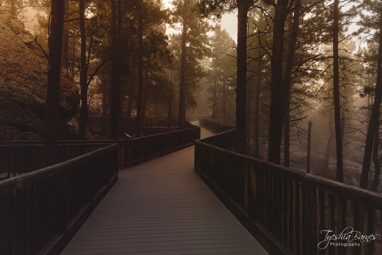 Fine art landscape photograph of a wooden boardwalk winding through a misty pine forest, with warm golden light filtering between the trees.