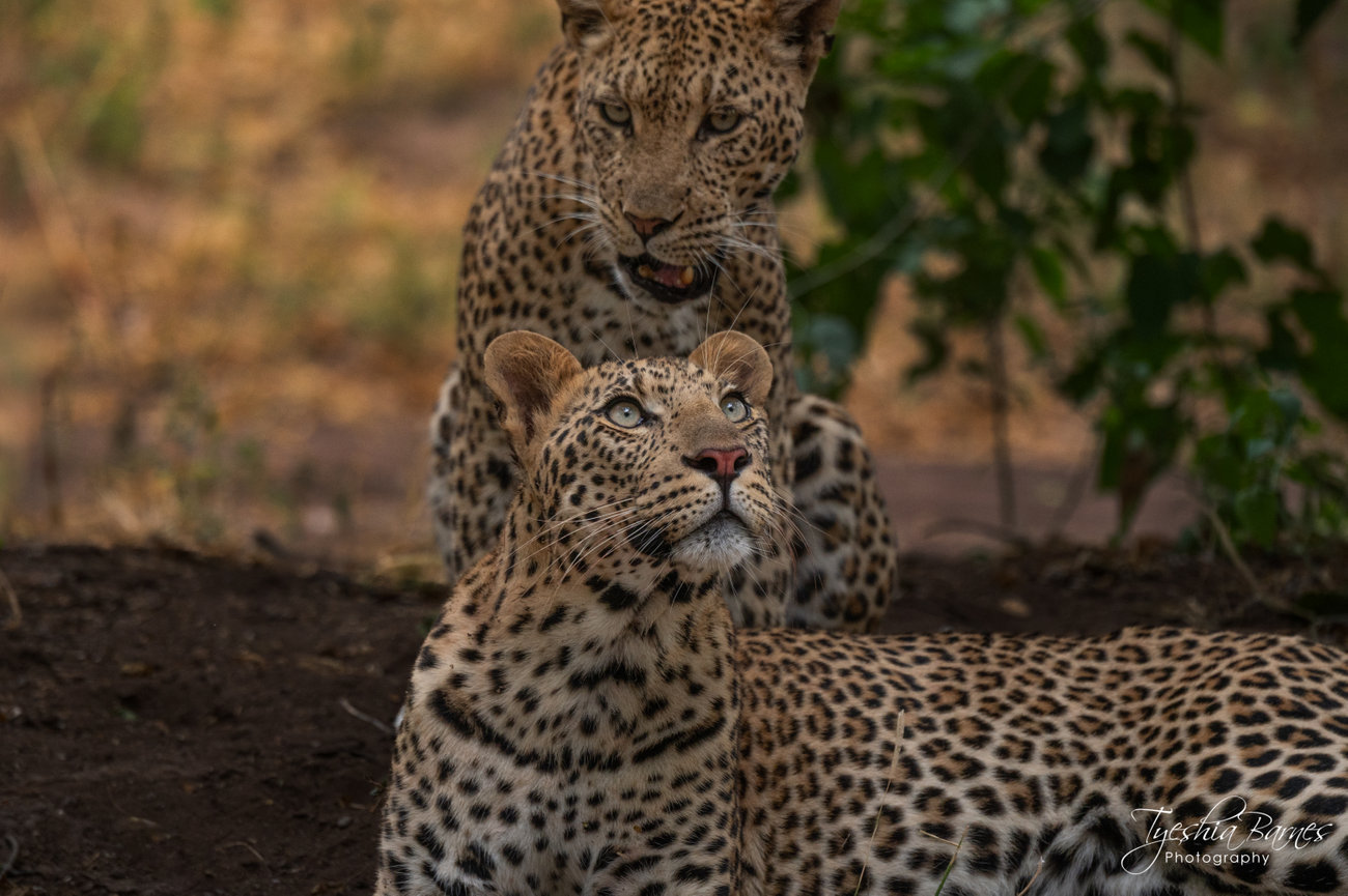 Fine art wildlife photograph of two African leopards resting beneath a tree, with one gazing upward while the other watches closely from behind.