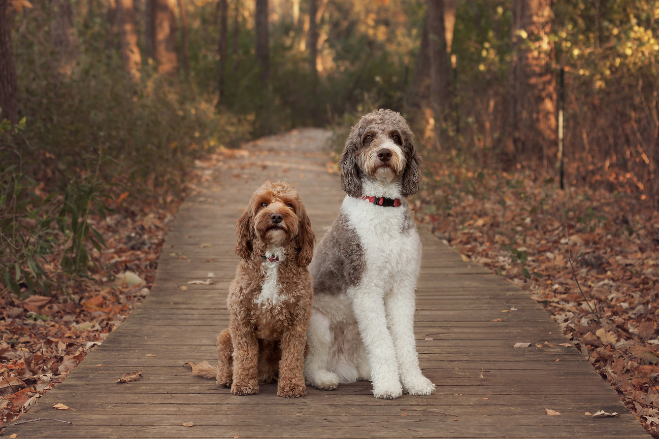 Two fluffy dogs sit on a wooden path in a forest surrounded by autumn leaves.