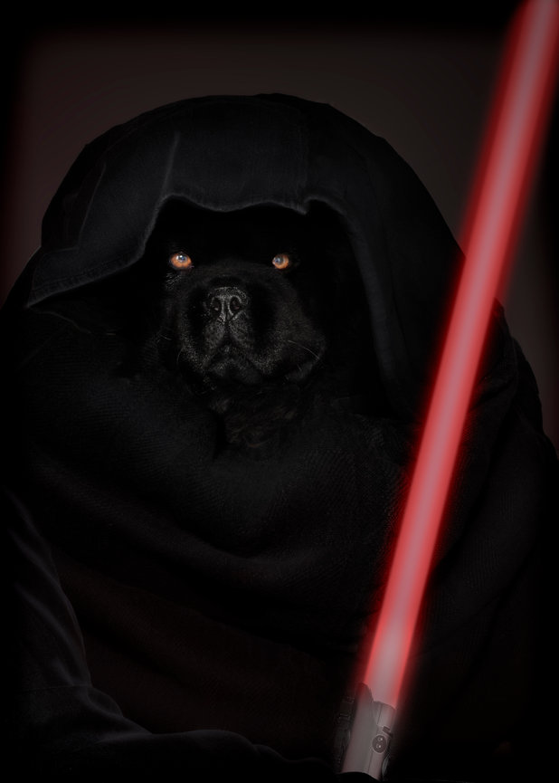 Composite image of a Chow Chow dog dressed like a Jedi knight.