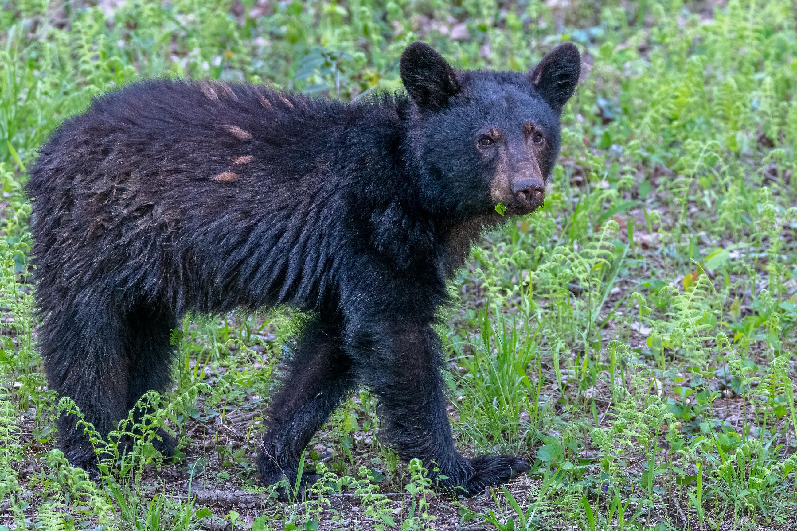 LeAnn Stamper Photography Smoky Mountain Photography Spring 2023