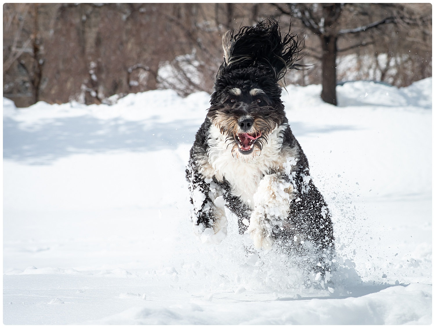 how do you tire out a dog in the winter