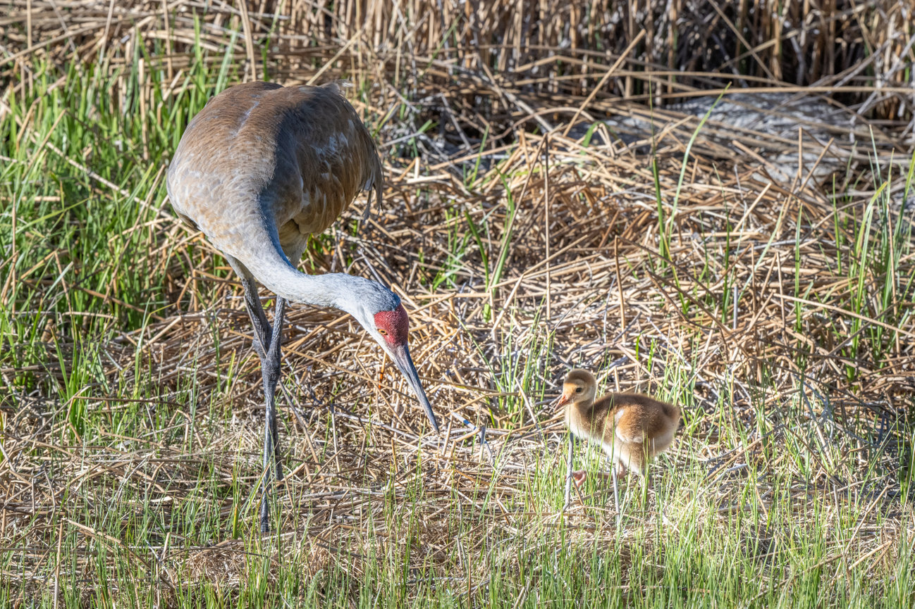 Sand Hill Crane Mother tends to her baby chick in Yellowstone National Park