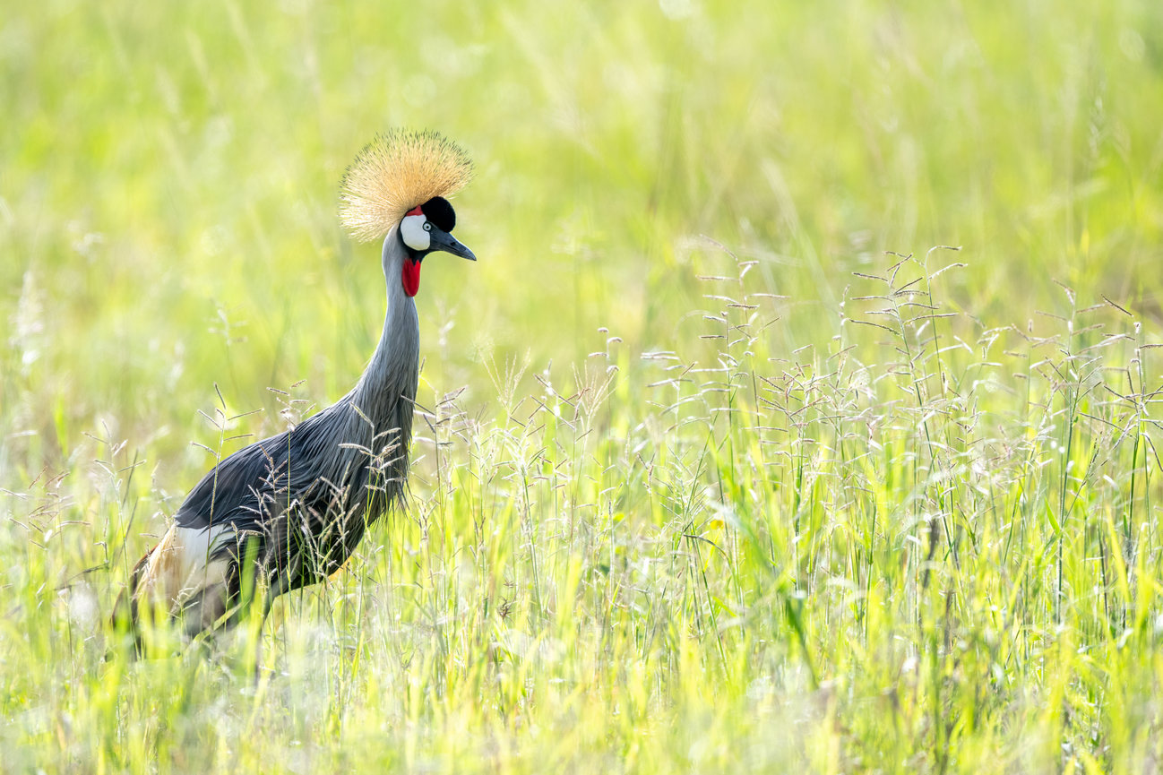 Tanzania Africa image of the national bird of Tanzania Grey Crowned Crane
