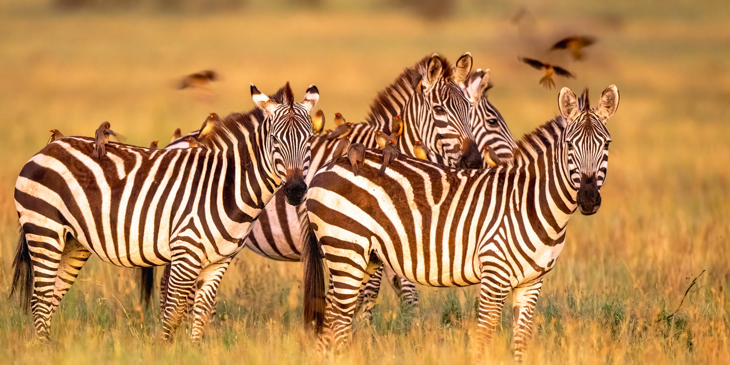 Tanzania Africa Serengetti National Park a herd of Zebra in beautiful gold light at sunrise