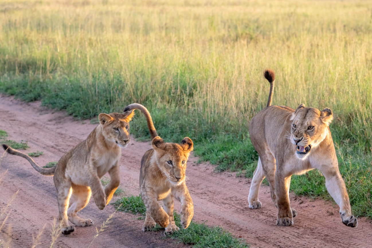 Tanzania Africa a mother lion plays with her two cubs in the sunset of the serengetti