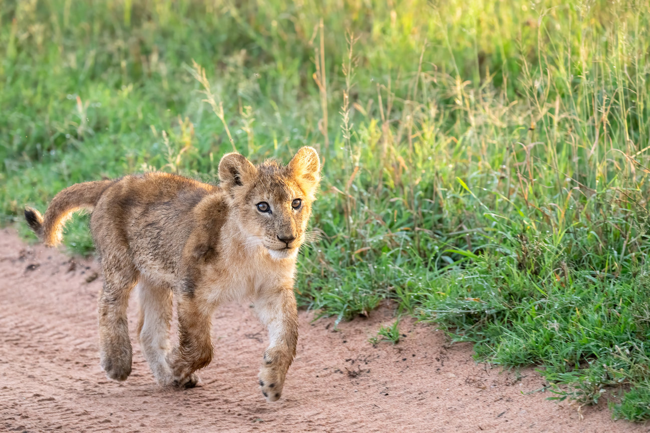 Tanzania Africa image of a playful lion cub at sunset