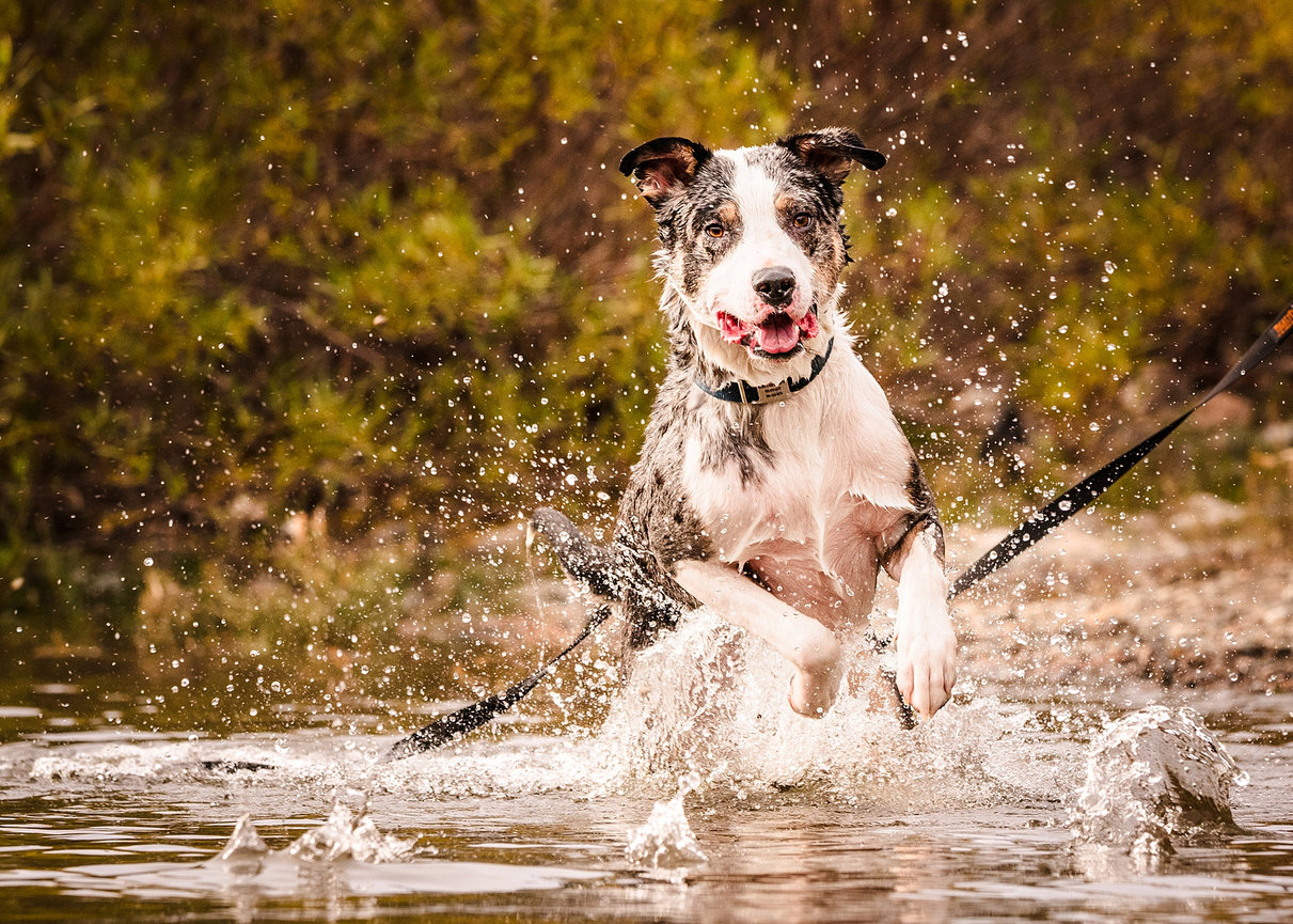 Dog splashing in the river on a long line during an outdoor dog photography session in North Idaho.