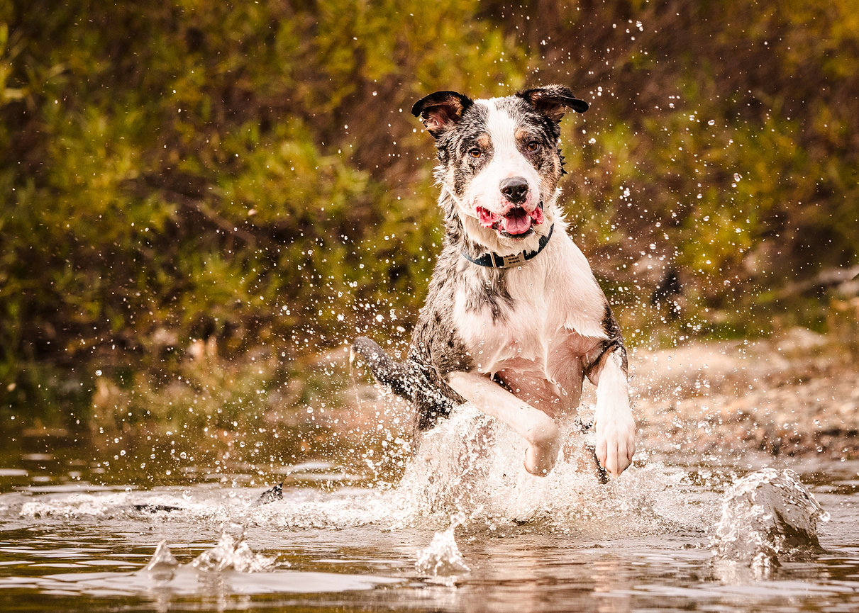 Dog splashing in Spokane River, action pet photography with long line removed for clean final image.