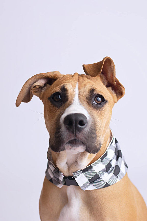 a boxer staffordshire terrier mix in a black check bandana has one ear up and one ear down