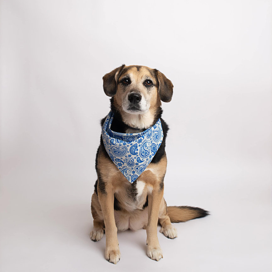 a shepherd mix in a blue paisley bandana sits on a white backdrop
