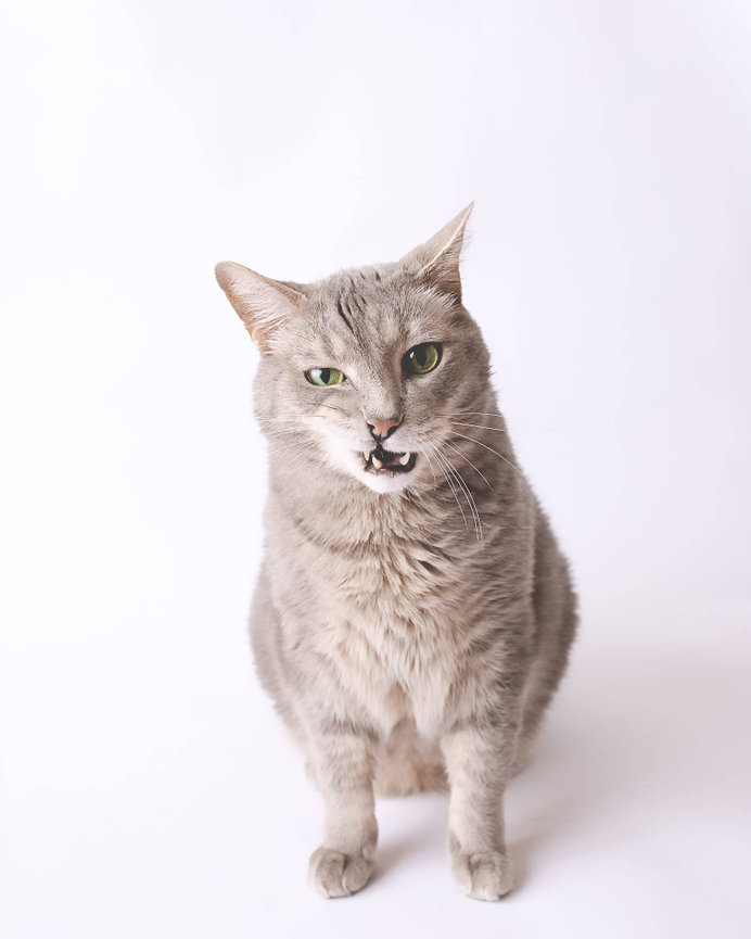A grey tabby cat makes a snarly face