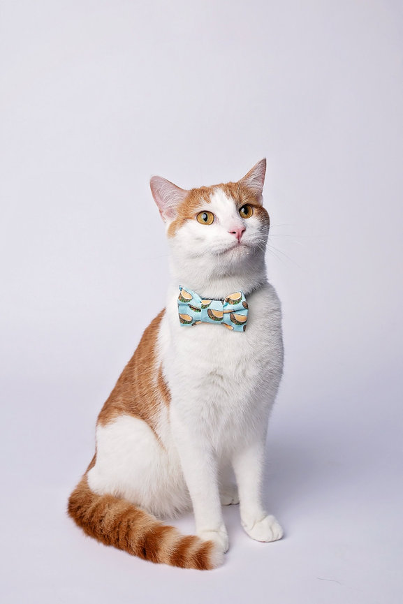 An orange and white cat in a taco bow tie poses on a white background