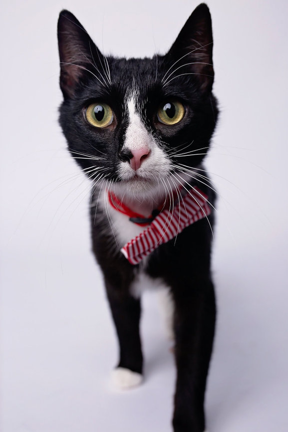 a tuxedo kitten wearing a red striped bow tie walks towards the camera