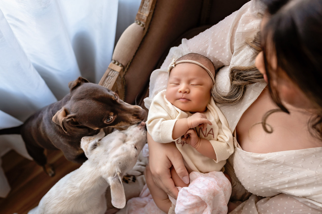 Sleeping newborn held by mother as two dogs gently sniff nearby- newborn session- Melissa madden photography