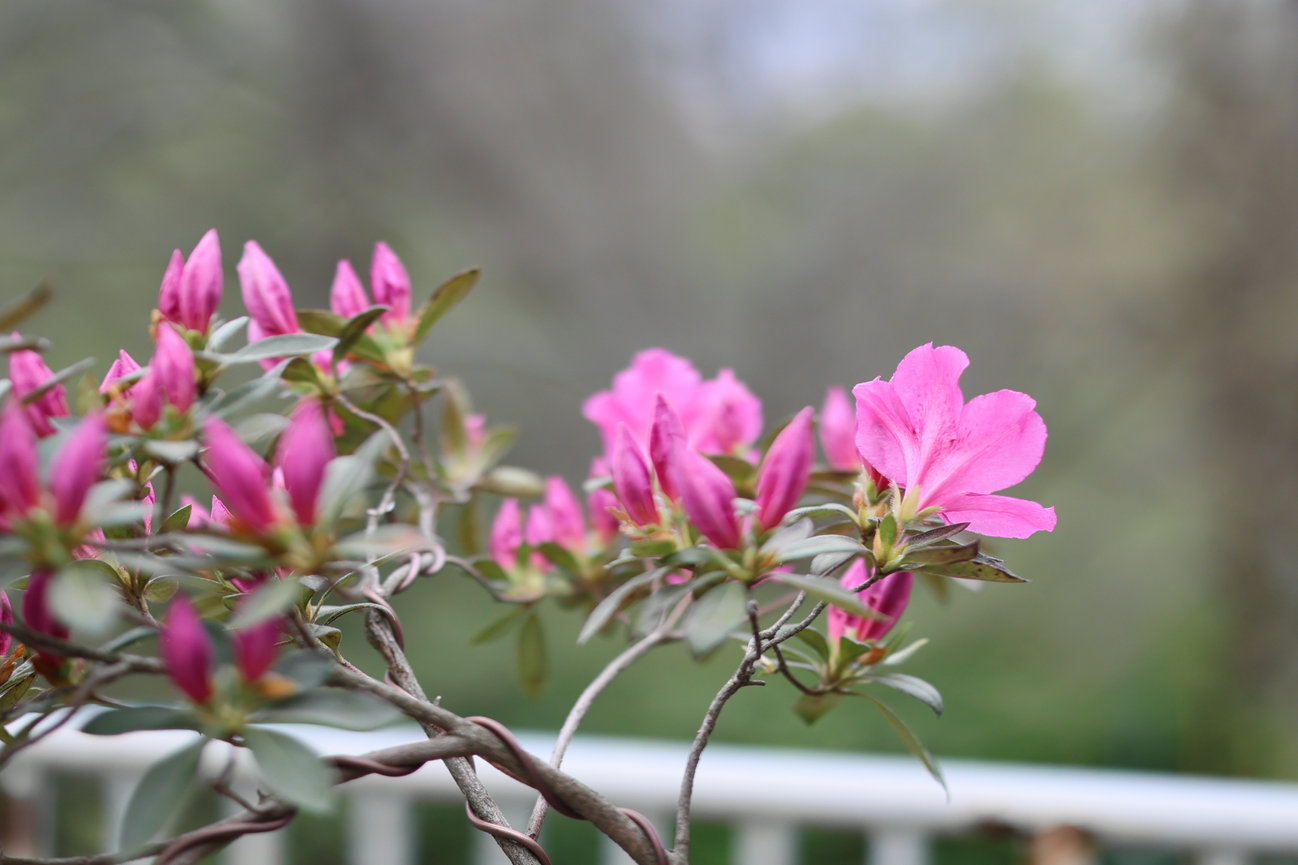 Pink flowers bloom on a branch with a blurred garden background.