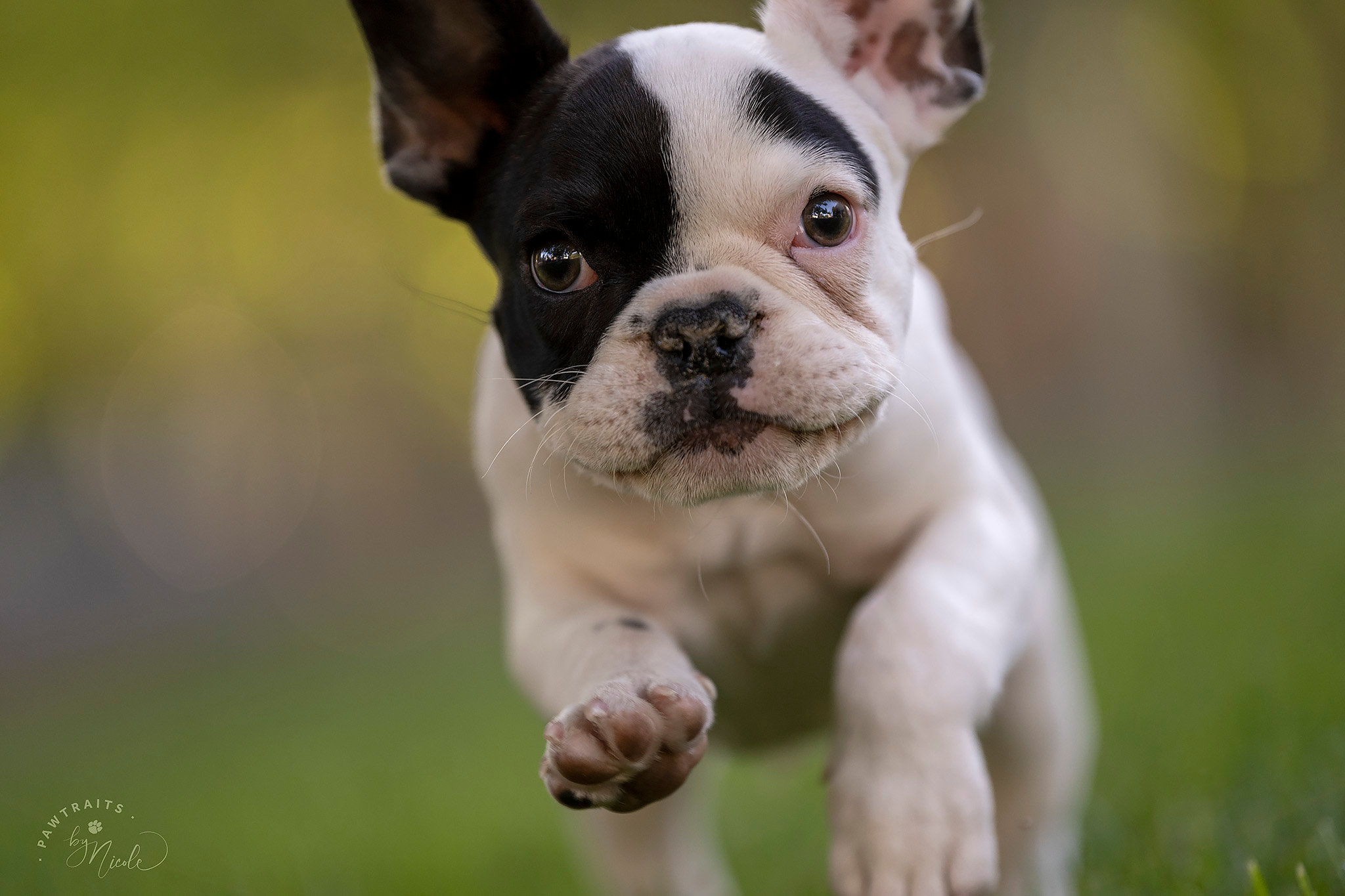 Hugo the French Bulldog puppy