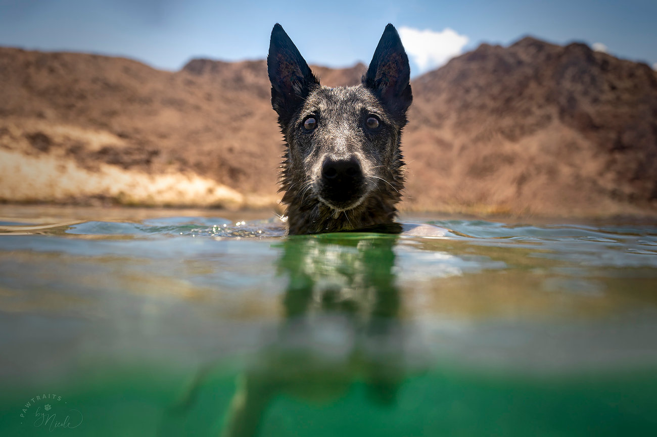 Blog archiveLas Vegas Dog Photographer