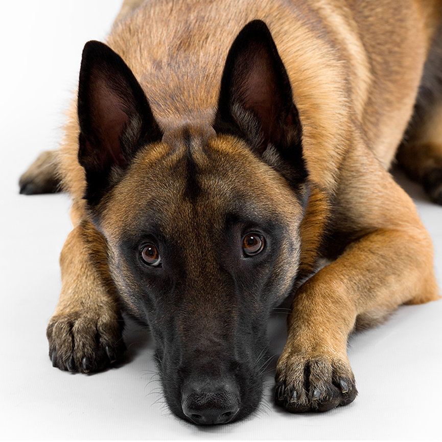 Close-up of a Belgian Malinois lying down and gazing softly, captured in a white studio setting by award-winning Florida pet photographers.