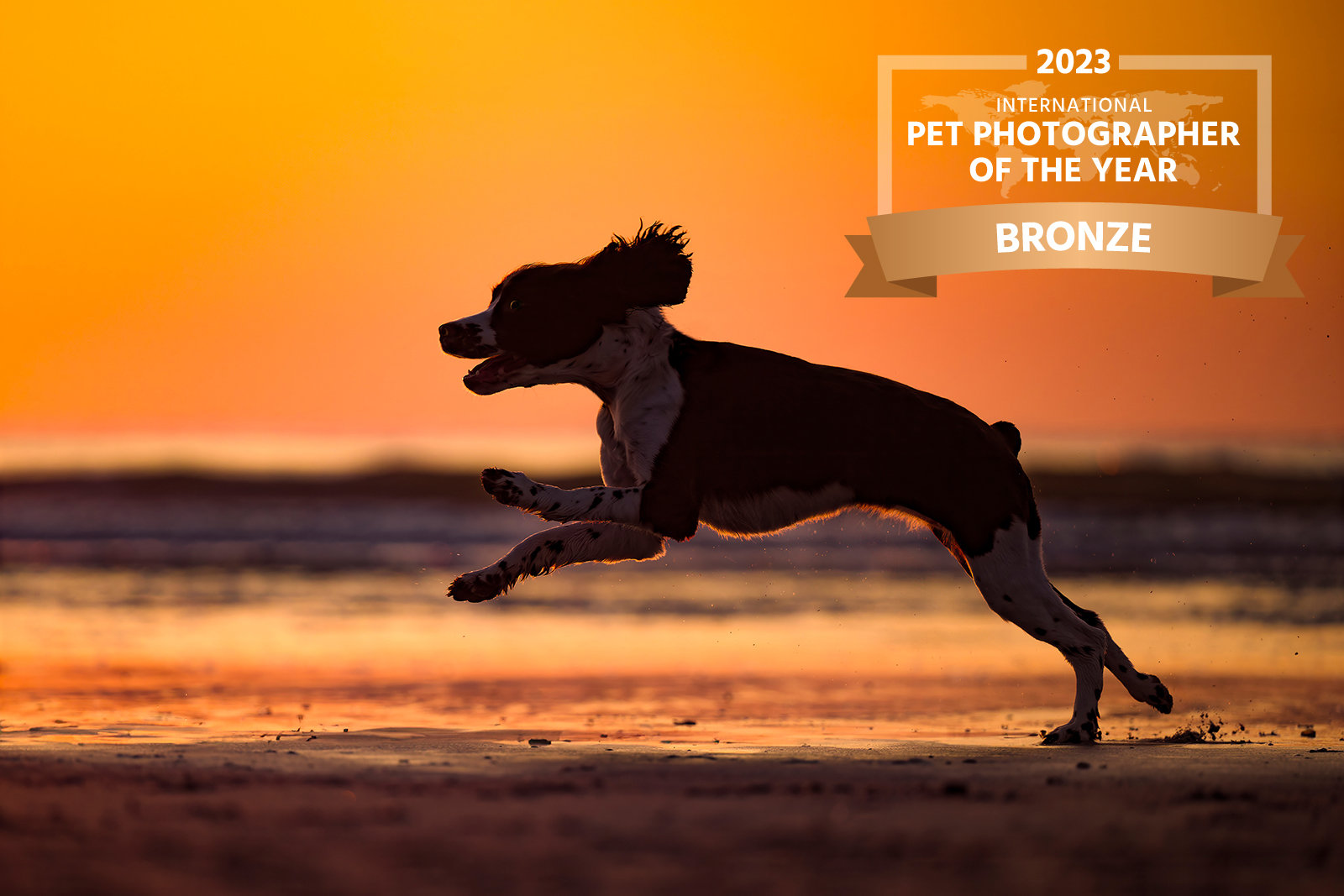 international-pet-photographer-of-the-year-awards