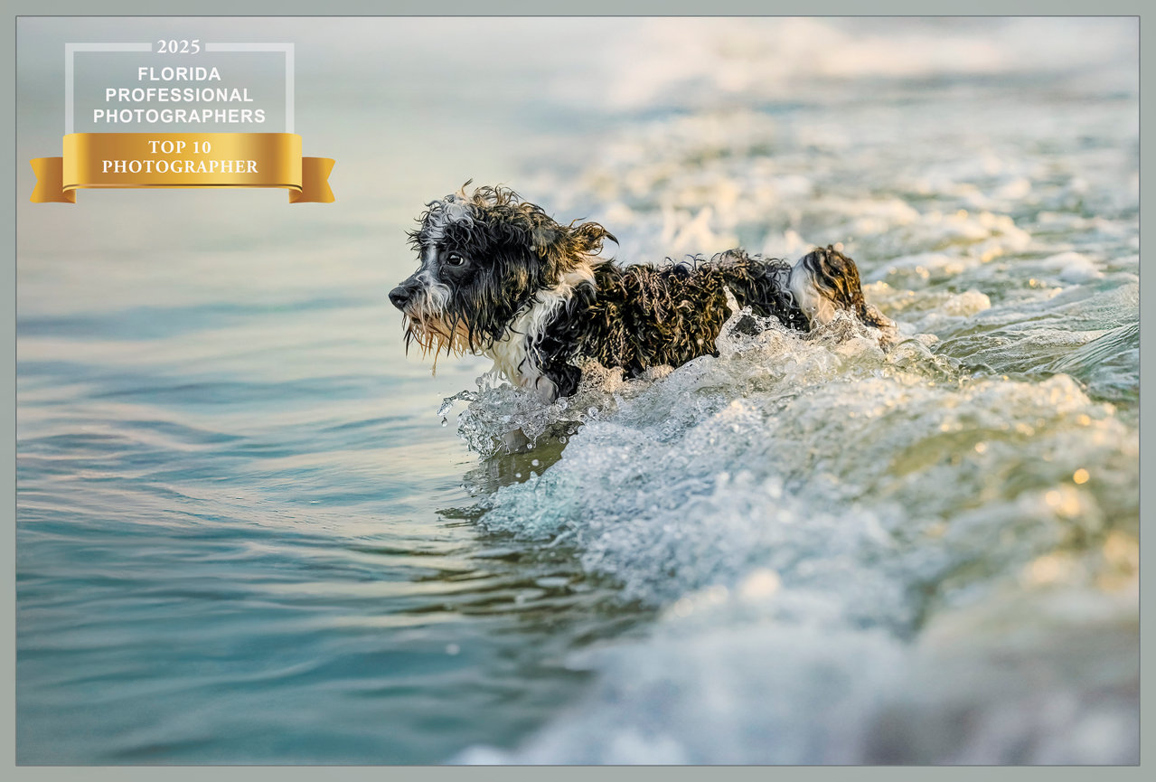 A small dog wading through ocean waves at sunset, showcasing playfulness and joy.