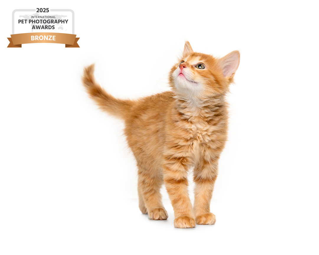 A curious orange kitten looking up, with a bronze award banner in the top corner.