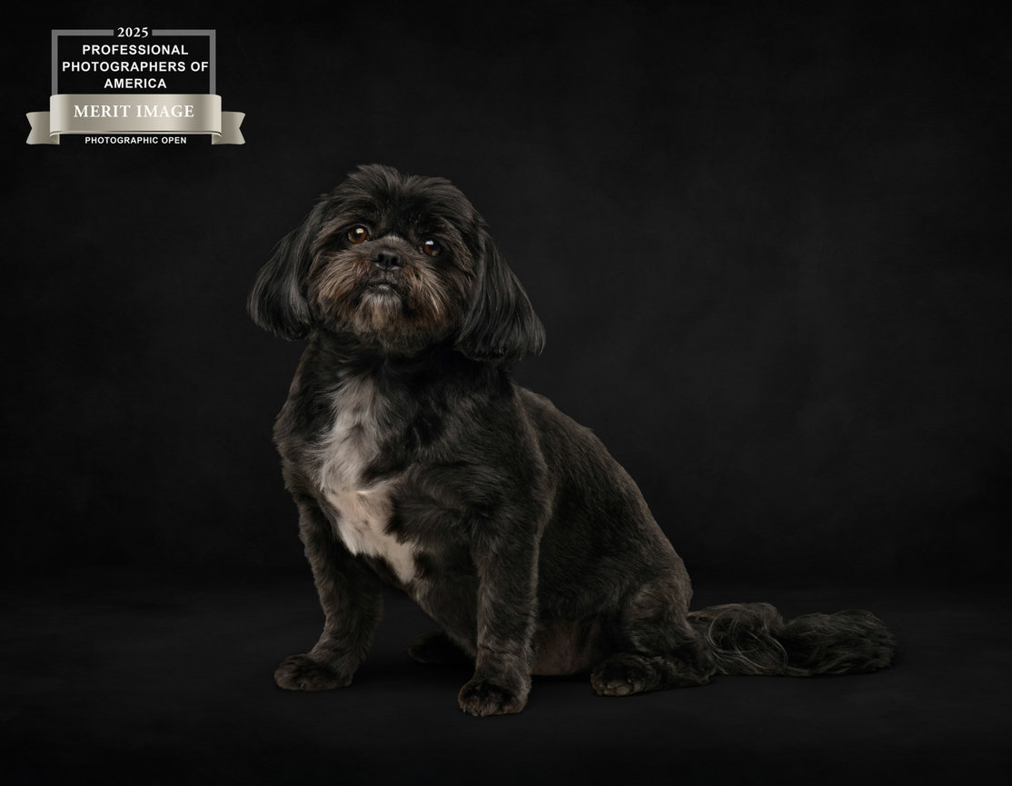 Small black and white dog sitting against a dark background with a PPA merit award badge in the corner.