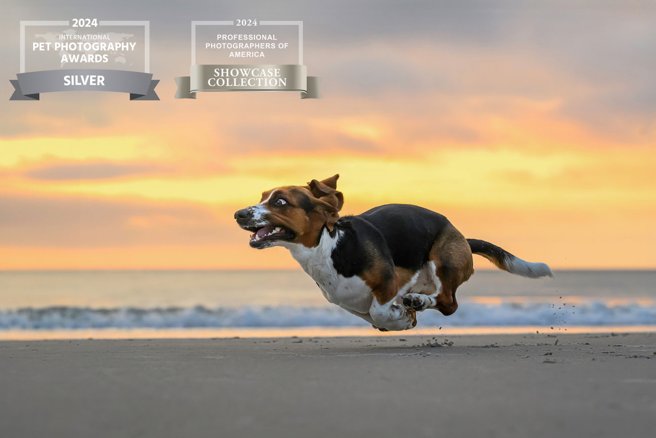 A basset hound captured mid-leap with a wide-eyed expression, racing across the beach at sunrise. Winner of the Silver award in the 2024 International Pet Photography Awards.
