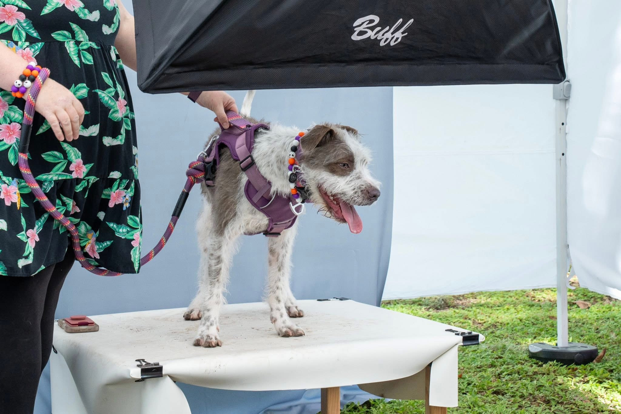 The PAWtographers community events and fundraisers