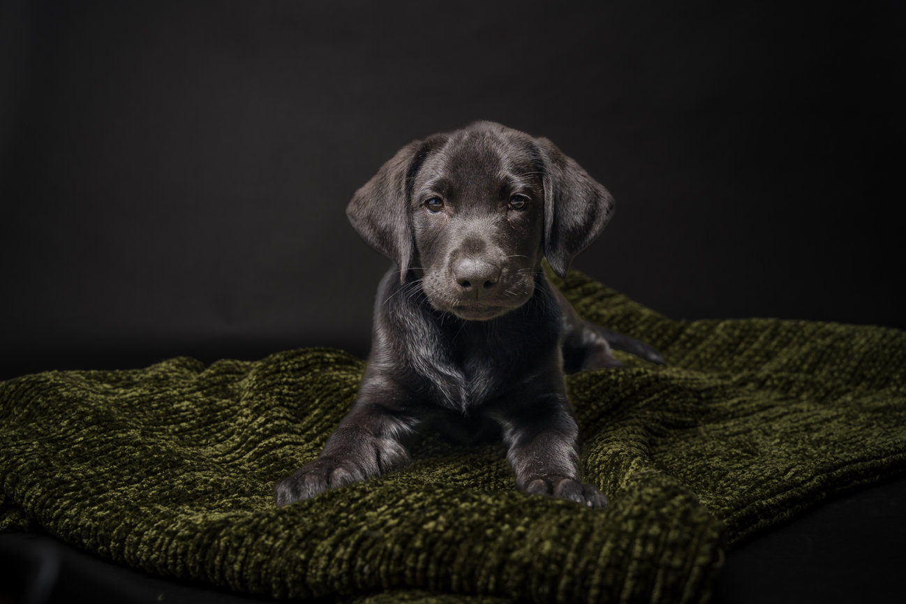 Papillion pet sessions dog cats nebraska omaha